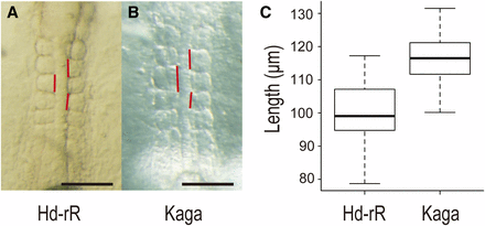 Anteroposterior length of somites two to four differs between Hd-rRII1 and Kaga strains. Anteroposterior length of somites two to four was measured in stage 20–21 embryos (four to seven somite stage). (A) Five somite stage Hd-rRII1 embryo. (B) Five somite stage Kaga embryo. Vertical red lines show anteroposterior length of each somite. The scale bars represent 100 µm. (C) Box plot of anteroposterior length of somites two to four. The mean ± SEM of the anteroposterior length of somites two to four are 99.6 ± 1.5 in Hd-rRII1 (n = 34) and 116.8 ± 1.4 in Kaga (n = 33). Kaga strain has approximately 17% longer somites than Hd-rRII1. The somite length showed significant difference based on Welch’s t-test (P = 2.64 × 10−12).