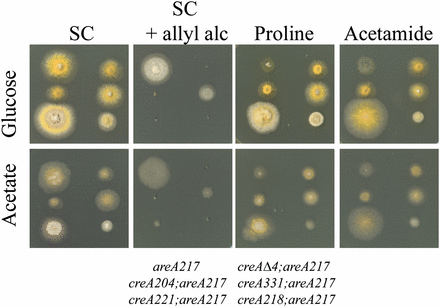 Mutations in creA affect repression by glucose and by acetate. Strains of genotype, indicated at the bottom of the figure, were grown on either 1% glucose (top row) media, or 50 mM acetate (bottom row) or containing 10 mM ammonium (SC), 10 mM allyl alcohol and 10 mM ammonium (SC + allyl alc), 10 mM proline (Proline), or 10 mM acetamide (Acetamide). areA217 is used as the control strain to allow suppression of areA217 to be scored on acetamide and proline media. Plates were incubated at 37° for 60 hr. Here, areA217 is used as the control strain to allow the suppression phenotype to be assessed.