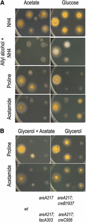 Mutations in creB and creC affect repression by glucose but not by acetate. Strains have the genotype shown in the key at the bottom of the figure. (A) Strains were grown on either 50 mM acetate (left column) or 1% glucose (right column) media, containing 10 mM ammonium (top row), 10 mM allyl alcohol and 10 mM ammonium (second row), 10 mM proline (third row), or 10 mM acetamide (fourth row). (B) Strains were grown on either 1% glycerol plus 50 mM acetate (left column) or 1% glycerol (right column) media, containing 10 mM proline (top row) or 10 mM acetamide (second row). Plates were incubated at 37° for 2 d.