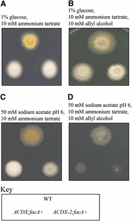 Initial phenotypic analysis of acdX1 and acdX2 mutants. Strains with the genotype shown in the key at the bottom of the figure were grown at 37° on media as indicated above the panels for 3 d.