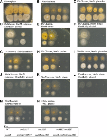 Phenotypic analysis of acdX mutants. Strains with the genotype shown in the key at the bottom of the figure were grown at 37° on media as indicated above the panels for 3 d.