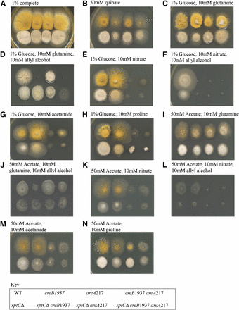 Phenotypic analysis of sptC mutants. Strains with the genotype shown in the key at the bottom of the figure were grown at 37° on media as indicated above the panels for 3 d.