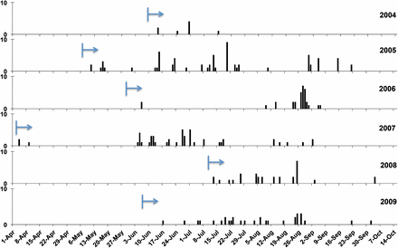 The clonal temporal dynamics of “Blue_13” lineage from 2004 to 2009. The arrow indicates the start time of the first isolate sampling in that season. Vertical bars indicate the day that isolate “Blue_13” was collected, with the height representing the number.