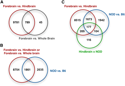 Overlap of the differentially expressed genes (FDR < 0.05) with respect to several experimental factors for 1.1ST arrays. (A) Overlap of the genes differentially expressed between brain regions. (B) Overlap of the genes with brain region effect of hindbrain brain vs. forebrain, strain effect, and/or their interaction. (C) Overlap of genes with any brain region effect and/or strain effect.