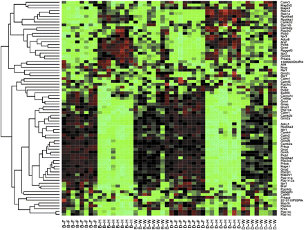 Heat map of the expression of the 77 probesets belonging to pathway “Long-term potentiation.” Each column of the heat map corresponds to a sample and each row corresponds to a probeset. In the column labels, B and D indicates strain of B6 and NOD, respectively, and F, H, and W indicate forebrain, hindbrain, and whole brain, respectively.