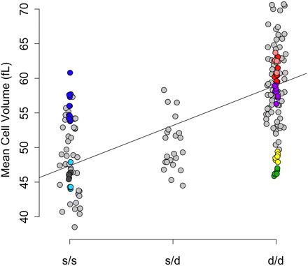MCV as a function of Hbb genotype in pre-CC mice (light gray) and founder strains. The color scheme is the same as that used in Figure 1. The regression line shows the effect of the s vs. the d allele. Heterozygotes showed intermediate phenotypes.