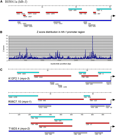 Comparison between predicted CRM with experimentally defined CRM in four best studied promoters. (A) Comparison between predicted CRM with experimentally defined CRM in hlh-1(Krause et al. 1994). (Turquoise bar: experimentally tested DNA fragment without regulatory function; red bar: experimentally tested DNA fragment with regulatory function; deep blue bar: promoter sequence; gray bar: predicted CRM. Arrow: translational start codon. Position coordinates shown are relative to translational start codon.) (B) Distribution of Z score of number of motif sites across the hlh-1 promoter region. (C) Comparison between predicted CRM with experimentally defined CRM in myo-3, myo-1, and myo-2 (Okkema et al. 1993). (Labeling the same as in A.)