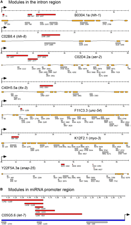 Comparison between predicted CRM with experimentally defined CRM in intron regions and in miRNA let-7 promoter region. (A) Comparison in intron regions. (B) Comparison in miRNA let-7 promoter. Red bar: experimentally tested DNA fragment with regulatory function; orange bar: gene exons; gray bar: predicted CRM; deep blue bar: promoter sequence. Arrow: translational start codon. Position coordinates shown are relative to translational start codon.