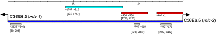 Experimental test of predicted CRM in mlc-1/mlc-2 intergenic region. Turquoise bar: DNA fragment tested that did not show regulatory function; red bar: DNA fragments that showed regulatory function; deep blue bar: mlc-1/mlc-2 intergenic region DNA sequence; gray bar: predicted CRM. Arrow: translational start codon. Positive position coordinates shown are relative to mlc-1 translational start codon. Negative position coordinates shown are relative to mlc-2 translational start codon.