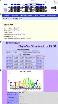 Example use of the UCSC genome browser. (A) Screen shot of genomic region containing exemplar sites; clicking on the red circled exemplar site in front of the gene F26A3.6 takes you to the additional information page for this gene, shown in (B). Clicking on the outside link (highlighted in red) takes you to a table with all the motifs in this promoter region, shown in (C). Clicking on the specific motif highlighted in red opens a new page displaying the additional information for this motif, shown in (D).