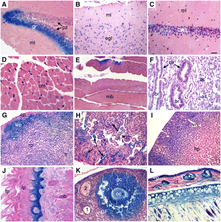 β-GAL expression in adult mouse tissues of R11/+ heterozygotes. Adult tissues from R11/+ mice were stained with X-GAL to reveal β-GAL activity as described in Materials and Methods. (A, C) Hippocampus (gr, granular layer; ml, molecular layer; pz, proliferation zone; CA1, pyramidal cells). (B) Cerebral cortex (ml, molecular layer; egl, external granular layer). (D) Cardiac muscle (cm, cardiac muscle cell). (E) Skeletal muscle (mb, skeletal muscle bundle). (F) Lung (ac, alveolar cells; as, alveolar sac; br, bronchioles; ce, columnar cells). (G) Spleen (cp, capsule; rp, red pulp; tr, trabecula; wp, white pulp). (H) Kidney (rt, renal tubule; gl, glomerulus). (I) Liver (hp, hepatocytes; vn, vein). (J) Tongue (fp, filiform papilla; lp, lamina propria; mb, skeletal muscle bundles). (K) Ovary (1, primary follicle; 2, secondary follicle; gc, granulose cells; GF, Graafian follicle; oc, oocyte). (L) Skin (ct, connective tissue; ep, epidermis; fc, fat cells; gl: gland). All adult tissues stained positive for β-GAL except cardiac muscle (D) and lung (E). Scale bar = 100 μm (A, B, F−L) or 50 μm (C−E).