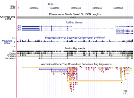 Physical map of mouse Chromosome 15 viewed centromere to telomere containing the Cbx5 locus as visualized using the UCSC mouse genome browser (Kent et al. 2002; Fujita et al. 2011). The orientation of transcription is telomere to centromere with P1 oriented in the region 103,070,863 to 103,070,247, lying between Hnrnpa1 and the first exon of Cbx5. P2 is oriented at 103,046,330 to 103,045,783. The tracks included are: basepair position, chromosome band, RefSeq genes (Pruitt et al. 2005) in blue, placental mammal basewise conservation by PhyloP (Siepel et al. 2005), Multiz alignments of human, rat, opossum, chicken, and stickleback (Blanchette et al. 2004), and the International Gene Trap Consortium sequence tag alignments (Skarnes et al. 2004), where we added an asterisk to indicate the position of the R11 insertion. Peaks of mammalian conservation are recognized by PhyloP with high peak heights in the coding region of Cbx5 and five peaks within intron 1. Two of these five intronic peaks show conservation between mammals and chicken, as shown by the Multiz alignment track. Gene trap sequence tags are color coded by the institution or source of the gene trap insertion and are available through the International Gene Trap Consortium (http://www.genetrap.org/).