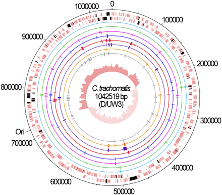 Chromosomal mapping of studied loci. The two outer lanes represent the DNA strands of the C. trachomatis chromosome of D/UW3 strain (GenBank accession number NC_000117), where the 80 genes (from the total 136 genomic regions evaluated) are shown in black. Each data set is represented by inner circles: HK-MLST (light blue), alleles 1 to 5 (green), alleles 6 and 7 (pink), alleles 8 and 9 (dark blue), alleles 10 and 11 (red), alleles 12 to 15 (purple), PSG (orange) and IGR (gray). The central circle shows the G/C skew plot. The precise identification of the loci is shown in Table S2.