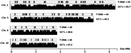 A schematic representation of occurrence of T-DNA insertion events along four L. maculans chromosomes. For each chromosome, the upper plot shows the location of the T-DNA integration events, and the lower plot schematizes variations in GC content along the chromosome, defining AT-rich and GC-equilibrated isochores. The average GC percentage of the chromosome is indicated.
