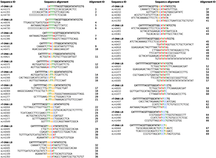 The search for microhomology between the host-DNA and T-DNA left border. One hundred and sixty 25-bp preinsertion sites were investigated for occurrence of 5-bp-long consecutive motifs corresponding to identical motifs in the T-DNA left border. The 41 sequences of preinsertion sites that show identity with consecutive, 1-bp sliding window, and 5-bp-long motifs are displayed.