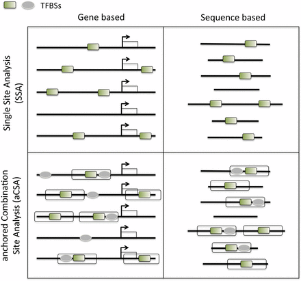 Overview of the main analysis types available in oPOSSUM-3. The input for oPOSSUM can be either gene-based, which makes use of pre-computed results based on annotated genomic information, or sequenced-based, in which the user supplies the input sequences (e.g. ChIP-Seq results) for analysis. There are four methods available: (1) Single Site Analysis (SSA), (2) TFBS Cluster Analysis (TCA), (3) anchored Combination Site Analysis (aCSA), and (4) anchored TFBS Cluster Analysis (aCTCA). The first two methods apply enrichment analyses to individual TFs or TFBS clusters, whereas the latter two methods apply enrichment analyses to pairs of individual TFs or pairs of TFBS clusters. SSA and aCSA are depicted in this figure.