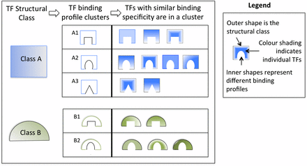 TF structural families and TFBS clusters. As many TFs cannot be distinguished in their binding specificity, clustering TF binding profiles promotes user consideration of all members of a functionally equivalent group. As TFs within a group bind to essentially identical sequences, users should focus on those TFs within a group likely to be active in a cell or condition relevant to their research. In the figure, the outer shapes and color represent the structural class, and the inner shapes symbolize the binding specificity of a cluster. The different shading within the shapes denotes individual TFs.