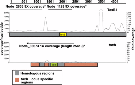 Read mapping to and de novo assembly of ToxB- and toxb-containing loci in the genome of Pyrenophora tritici-repentis. Schematic of Illumina sequence reads (line graph) of isolate DW7-ToxB mapped to the ToxB1 locus (top: ToxB1 locus; accession number: AY425480.1) and of SD20-NP mapped to the toxb locus (bottom: toxb locus; accession number: AY083456.2). Coverage depth per nt is indicated on the left and fold coverage is indicated on the right. Straight lines above the graphs depict the contigs present in the de novo assemblies of the Illumina-sequenced isolates. The arrow on the contig above the toxb locus shows how that contig extends beyond the locus.