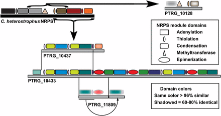NRPSs diversification in the genome of Pyrenophora tritici-repentis. Schematic shows the modular architecture of Cochliobolus heterostrophus NRPS1 (black solid bar and associated modules) and related P. tritici-repentis PtNRPSs (gray solid bars and associated modules). Brackets with straight arrows define modules in C. heterostrophus NRPS1 that have homologous and/or related regions present in PtNRPSs. The module domains (adenylation, thiolation, condensation, methyltransferase, and epimerization), and the solid bars that represent the entire protein are drawn to scale. Thin lines between gray bars extend to the region(s) of identity between proteins and the curved arrow depicts a recent duplication event.
