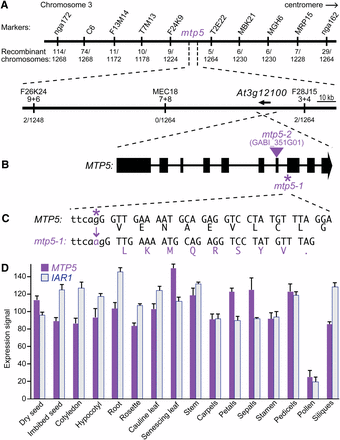Positional cloning of the gene defective in mtp5-1. (A) Recombination mapping of mtp5-1. The lesion suppressing iar1 IAA-Ala resistance was mapped to chromosome 3 between markers F26K24-9+6 and F28J15-3+4 (Table 1), an interval that includes the MTP5 (At3g12100) gene. (B) MTP5 contains 10 exons (boxes) separated by 9 introns (lines). The location of the mtp5-2 T-DNA insertion is indicated by the triangle. (C) The G-to-A mutation in mtp5-1 is located at position 2003 (where 1 is the A in the initiator ATG) and alters the 3′ splice site of the 7th intron (lower-case letters are intronic bases; capital letters are exonic base pairs). RT-PCR analysis revealed that the 3′ splice site in the mtp5-1 mutant occurs 1 bp 3′ of the wild-type site, resulting in a frameshift and a premature termination codon. (D) Relative expression levels of MTP5 and IAR1 mRNAs in selected Arabidopsis tissues. Compiled microarray data were retrieved from the Arabidopsis eFP Browser (http://bar.utoronto.ca/efp/) in October 2012. Tissues queried were dry and imbibed (24 hr) seeds; cotyledons and hypocotyls from 7-d-old seedlings; roots from 17-d-old seedlings; vegetative rosettes from 14-d-old plants; cauline leaves from 21-d-old plants; senescing leaves from 35-d-old plants; stems from 21-d-old plants; carpels, petals, sepals, stamen, and pedicels from stage 15 flowers; mature pollen; and stage 3 siliques. Error bars show SD of mean expression signals scaled to a target intensity value of 100 for each gene.