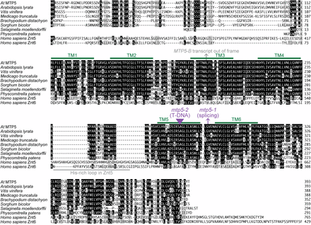 Alignment of Arabidopsis MTP5 and related proteins. Arabidopsis thaliana MTP5 (At3g12100; AAT44130.1) was aligned with likely orthologs from other plants (Arabidopsis lyrata XP_002884882.1, Vitis vinifera XP_002279787.1, Medicago truncatula XP_003625268.1, Sorghum bicolor XP_002453105.1, Brachypodium distachyon XP_003570736.1, Selaginella moellendorffii XP_002982633.1, Physcomitrella patens XP_001755969.1) and the human ZnT5 (Homo sapiens NP_075053.2; residues 296-765 of 765 residues) and ZnT6 (Homo sapiens NP_001180442; residues 1-429 of 501 residues) zinc transporters using the MegAlign program (DNAStar) using the Clustal W method. Residues identical in at least five sequences are shaded in black boxes; chemically similar residues in at least five sequences are shaded in gray boxes. Potential transmembrane (TM) domains in Arabidopsis thaliana MTP5 predicted with Aramemnon (Schwacke et al. 2003) are marked with green lines; the His-rich loop found in Znt5 but not MTP5 orthologs is marked by a gray line. The position of the alternative splicing events that would lead to an out-of-frame sequence followed by premature termination codons caused by the mtp5-1 mutation or detected in wild-type mRNA (the MTP5-B transcript) are indicated by arrows. The position of the mtp5-2 T-DNA disruption is indicated with a triangle.