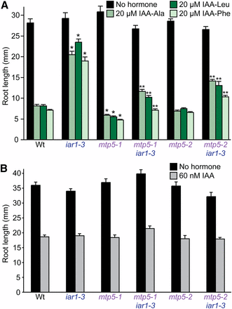 (A) mtp5 mutations restore IAA-conjugate sensitivity to iar1 roots. Col-0 (Wt), iar1-3, mtp5-1, mtp5-2, mtp5-1 iar1-3, and mtp5-2 iar1-3 seedlings were grown on unsupplemented medium or medium containing 20 µM IAA-Ala, IAA-Leu, or IAA-Phe. (B) Like iar1, mtp5, and mtp5 iar1 mutants respond normally to IAA. Seedlings listed in (A) were grown on unsupplemented medium or medium containing 60 nM IAA. Seedlings were grown in constant light under yellow filters for 8 (A) or 9 (B) d at 22°. Error bars indicate standard errors of the mean root lengths (n = 12). Single asterisks indicate single mutant root lengths significantly different from Wt; double asterisks indicate double mutant root lengths significantly different from iar1-3 (two-tailed t-tests; P < 0.001).