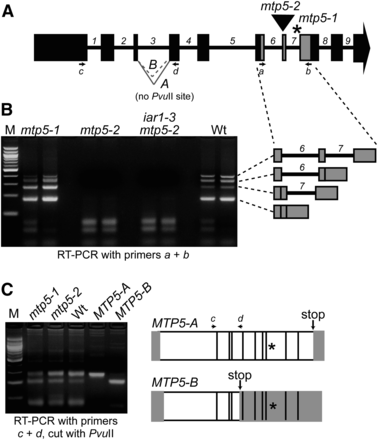 Alternative splicing of MTP5 transcripts. (A) Model of MTP5 gene showing exons (boxes), introns (numbered), positions of mtp5 mutations (asterisk, mtp5-1; triangle, mtp5-2), primers used for RT-PCR amplification (arrows a-d), and the A and B MTP5 splice variants of intron 3. (B) mtp5-2 seedlings lack intact MTP5 transcript, and mtp5-1 and wild-type seedlings inefficiently splice MTP5 introns 6 and 7. MTP5 transcripts were detected via RT-PCR amplification using gene-specific primers (A and B) flanking both mtp5 mutations with RNA isolated from 7-d-old mtp5-1, mtp5-2, iar1-3 mtp5-2, and Col-0 (Wt) seedlings. Adjacent lanes show PCR-amplification products of cDNA from two independent reverse transcription reactions using the same RNA. The identities of the four amplicons from the RT-PCR analysis using primers a and b were determined by sequencing and are shown to the right in gray. (C) mtp5-1 and wild-type seedlings alternatively splice MTP5 intron 3. Using gene-specific primers c and d (A), MTP5 transcripts were amplified from cDNA reverse-transcribed from Col-0 (Wt), mtp5-1, and mtp5-2 RNA. RT-PCR analysis revealed two transcripts in wild type and the two mutant alleles, designated MTP5-A and MTP5-B. Digesting the PCR products with PvuII distinguished MTP5-A, which lacks a PvuII site, from MTP5-B, which includes a PvuII site (agarose gel image in C). Cloned MTP5-A and MTP5-B cDNAs were included as positive controls. The transcripts were differently spliced at the 3′ end of the third intron, resulting in a premature stop codon (arrows) in MTP5-B. Asterisks mark the position of the mtp5-1 mutation. White boxes indicate the open reading frame of the resultant transcripts, and gray boxes show predicted untranslated regions.
