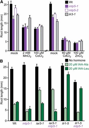 mtp5 mutations do not alter metal sensitivity or restore IAA-amino acid sensitivity to IAA-conjugate hydrolase mutants. (A) mtp5 mutant roots respond normally to inhibitory concentrations of various metals. Col-0 (Wt), mtp5-1, mtp5-2, and ilr3-1 seedlings were grown on unsupplemented medium or medium containing 2 mM MnCl2, 100 µM CoCl2, 60 µM CdCl2, or 100 µM ZnSO4 in constant light under yellow filters for 8 d at 22°. Error bars indicate standard errors of the mean root lengths (n ≥ 9). (B) mtp5-1 does not suppress the IAA-conjugate resistance of mutants defective in IAA-amino acid hydrolases. Col-0 (Wt), iar3-1, ilr1-5, mtp5-1, iar3-1 mtp5-1, and mtp5-1 ilr1-5 seedlings were grown on unsupplemented medium or medium containing 20 µM IAA-Ala or IAA-Leu in constant light under yellow filters for 8 d at 22°. Error bars indicate SE of the mean root lengths (n ≥ 9). Single asterisks indicate single mutant root lengths significantly different from Wt; double asterisks indicate iar3-1 mtp5-1 double mutant root lengths significantly different from iar1-3 (two-tailed t-tests; P < 0.001). Significance was not calculated for ilr1-5 mtp5-1 differences because the double mutant roots were shorter than the single mutant roots on unsupplemented medium.