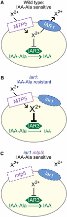 A working model for MTP5 and IAR1 function in IAA-conjugate responses in wild type (A), an iar1 mutant (B), and an iar1 mtp5 double mutant (C). The presence of IAA-amino acid hydrolases in the ER, the localization and function of MTP5 and IAR1 orthologs, and the iar1 and mtp5 mutant phenotypes (see text for details) suggest that MTP5 and IAR1 may transport Zn2+ or other metal(s) that inhibit hydrolase function into and out of, respectively, the ER. Validation or rejection of this model awaits localization of the MTP5 and IAR1 transporters and determination of their substrate specificities.