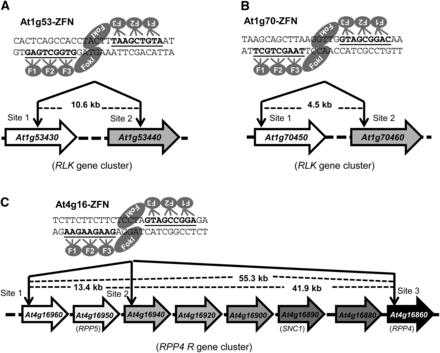 Schematic of target genes and ZFN sites. (A) The At1g53-ZFN targets both At1g53430 and At1g53440 in the 14th exon of each gene. (B) The At1g70-ZFN targets At1g70450 in the 1st exon and At70460 in the 2nd exon. (C) The At4g16-ZFN targets three sites in the RPP4 R gene cluster: the 1st exon of At4g16960, the 5′ UTR of At4g16940, and the 1st exon of At4g16860. Illustration of ZFN pairs depicts the DNA recognition triplets for each zinc finger. The zinc finger binding sequences are underlined, and the distance between cleavage sites is shown.