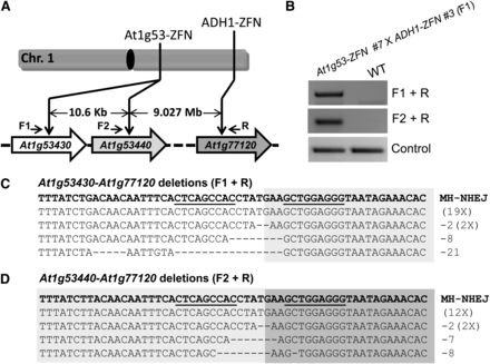 Large chromosomal deletions by ZFNs. (A) Schematic of ZFN targets on the right arm of Arabidopsis chromosome 1. The distance between the ZFN sites is shown and the positions of primers used to confirm large deletions are indicated. (B) PCR confirmation of large chromosomal deletions. The F1 and R primers amplify the junction fragment of the deletion of 9.037 Mb; primers F2 and R amplify the junction fragment of the deletion of 9.027 Mb (upper panels). PCR amplification of a part of the ADH1 gene was used as a genomic DNA control (lower panel). F1 seedlings generated from the cross between At1g53-ZFN #7 line and ADH1ZFN #3 line were treated with estradiol, and the wild-type plants served as a negative control. (C) Sequenced clones indicative of large chromosomal deletions between At1g53430 and At1g77120. (D) Sequenced clones indicative of large chromosomal deletions between At1g53440 and At1g77120. The DNA sequences resulting from perfect ligation of DNA ends are shown in the first line of the text boxes; deletions with indels are shown below. ZFN binding sequences are underlined. MH-NHEJ, end-joining that appears to have been facilitated by microhomology.