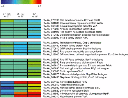 Cell-state–specific expressed genes of interest. Differential expression heat maps of representative genes selected from each cluster, most of which have characterized roles in other fungi. Expression of genes from P. marneffei grown at 37° then transferred to 25° for 6 hr compared to 37° (37°>25° vs 37°) or grown at 25° then transferred to 37° for 6 hr compared to 25° (25°>37° vs 25°). In addition, gene expression from cells grown at 37° for 6 d (yeast cells) compared to cells grown at 25° for 2 d (hyphal cells) is shown.
