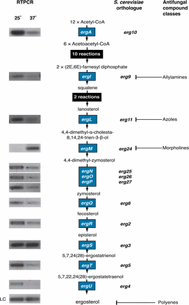 Ergosterol pathway expression analysis. The ergosterol biosynthesis pathway from acetyl-CoA to ergosterol including the chemical intermediates and genes encoding the enzymes for each step. Expression of P. marneffei genes indicated by blue boxes were examined by RT-PCR using RNA from vegetative hyphal cells grown at 25° for 2 d, yeast cells grown at 37° for 2 d, and primers specific for each gene. S. cerevisiae orthologs are shown adjacent to the P. marneffei genes. The proteins targeted by various classes of antifungal compound are also indicated. LC, loading control (benA).