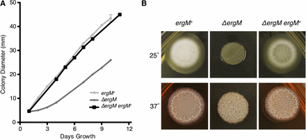 Growth rate defect of the ΔergM strain. (A) Radial growth rate (colony diameter) was measured every 24 hr for the control (ergM+), deletion (ΔergM), and complemented (ΔergM ergM+) strains at 25° on ANM medium. (B) Colony morphology after 4 d of growth on BHI medium at 25° and 37°.