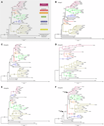 Phylogenetic hypotheses based on maximum likelihood for the concatenated dataset and the individual Hivep loci consisting of 40 taxa. (A) Concatenated dataset (13,543 base pairs (bp); best-fitting model of nucleotide substitution: HKY+I+G). Lineages are recovered with maximum support values, whereas relationships within and between lineages are supported with relative high values. The horizontal dotted line separates the five most basal species from the derived lineages: the lamprologines, the eretmodines, and the species belonging to the C-lineage, with the latter marked by the vertical dotted line. (B) Hivep1 (3440 bp; TPM1uf+I+G) well-resolved with all major lineages recovered with high support values. (C) Hivep2a (3143 bp; TIM2+G). The lamprologines plus the five most basal species are found basal of the C-lineage plus Eretmodini. All major lineages are monophyletic, except the Cyphotilapiini. (D) Hivep2b (1517 bp; TrN+I+G). Mostly unresolved tree with a basal polytomy, excluding the two outgroup species from all other species. Polytomous relationships were further found for the haplochromine and ectodine lineages. (E) Hivep3a (2142 bp; TPM1uf+G). The lamprologines plus the five most basal species are found basal of the C-lineage plus Eretmodini. (F) Hivep3b (3301 bp; HKY+I+G). The lamprologines are positioned within the C-lineage. Black arrows represent the two branches for which ω > 1 was found in the branch-site analyses and their lineage-specific amino acid substitutions. Bootstrap values (PAUP*) and Bayesian posterior probabilities (MrBayes) >50% are shown, respectively, above and below the branches. Cichlid lineage names and a color key for the six cichlid lineages with more than one species included in this study are provided in the gray box in (A). Abbreviations of species names consist of the first three characters of the genus name followed by the first three characters of the species name (Table S1 shows full species names). Branch lengths of T. polylepis were shortened by 50% in all phylogenies and for T. nigrifrons in (E).