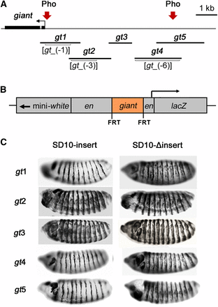 The giant inserts tested for their abilities to maintain en-like expression pattern of β-galactosidase. (A) A schematic of gt upstream regulatory region showing fragments gt1–gt5 that were cloned into the SD10 vector and tested for PRE activity The locations of previously mapped gt enhancers gt_(-1), gt_(-3), and gt_(-6) are indicated in brackets. Pho-positive regions are indicated by arrows and correspond to PCR amplified regions 4 and 9 (Figure 1). (B) A schematic representation of the en-lacZ reporter construct SD10. Inserts are flanked by FRT sites. (C) Stage 14 embryos from transgenic lines stained for β-galactosidase expression. Lateral views of embryos are shown, anterior to the left, dorsal up. Transgenic lines tested are indicated to the left of the embryos. Expression patterns are representative of those produced by multiple lines of each construct. However, lines that failed to maintain the en-like pattern exhibited varying degrees of ectopic expression. Embryos containing intact transgenes are on the left. ΔInsert lines (right) are FLP recombinase–mediated deletion derivatives of the same lines shown on the left.