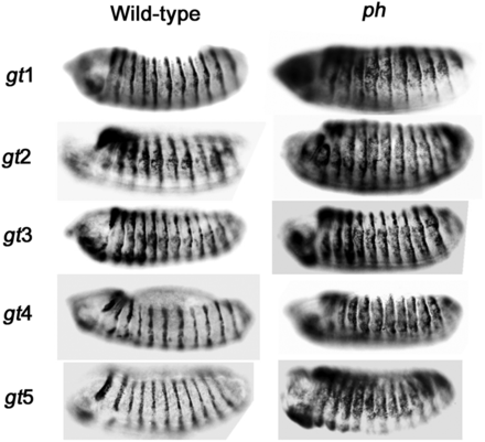 Maintenance of SD10-gt reporter repression is PcG-dependent. Stage 14 embryos from transgenic lines stained for β-galactosidase expression. Embryos with a wild-type PcG background are on the left. Embryos from crosses of transgenic lines to ph-d401 ph-p602 double mutants are on the right. Orientation and identification of embryos are the same as in Figure 2C.