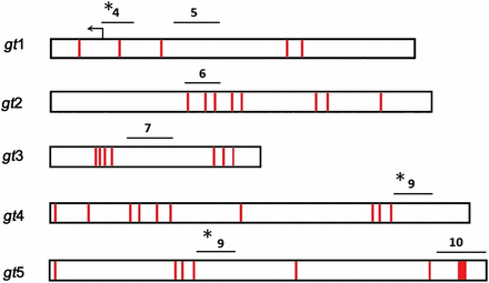 Locations of Pho consensus binding sites within gt fragments. Schematic of gt fragments with Pho core consensus sites (GCCAT) in red. Lines above each gt fragment represent regions amplified by PCR in ChIP assays. Pho-positive regions (see Figure 1B) are indicated with asterisks.