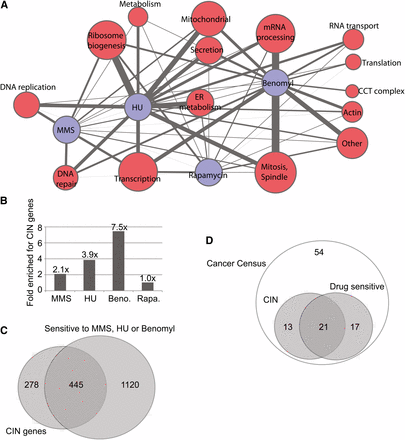 Sensitivities of yeast mutants to genotoxic chemicals. (A) Gene ontology−derived cellular functional groups uncovered by chemical screening of essential gene mutants. The network represents the raw data in supporting Table S2. Chemicals are indicated with blue nodes. Red nodes represent functional groups where node size indicates the number of genes in that group and edge thickness indicates the number of connections to a particular chemical. (B) Compilation of new chemical sensitive genes with the literature highlights the enrichment of CIN genes within genotoxic drug sensitivity profiles. Enrichment indicates the quotient of the percentage of CIN genes in each chemical sensitivity list (Table S3) and the percentage of CIN genes in the entire genome. (C) Overlap of MMS, HU, or benomyl-sensitive mutants with known CIN genes. (D) Number of CIN genes with orthologs on the cancer gene census that are sensitive to one of the chemicals tested.