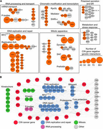 The network of negative genetic interactions with CIN genes. (A) Using publicly-available data, we grouped genes connected to 40 or more CIN genes by negative genetic interactions into functional categories primarily on the basis of Gene ontology biological processes. Node size denotes the relative number of interactions between a hit and the 461 CIN genes (legend on the right). Orange nodes, CIN genes; gray nodes, non-CIN genes. (B) Genes with five or more negative genetic interactions with a selection of CIN cancer-gene orthologs were grouped according to cellular functions/protein complexes. Node color key is indicated at the bottom and functional subgroups are labeled.