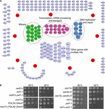 Essential gene genetic interactions with nine CIN cancer gene orthologs. (A) Network of essential gene negative interactions with nine indicated query mutations in CIN cancer-gene orthologs (red nodes). Those nodes with connections to two or more queries are grouped in the center according to functional similarities, color-coded as in Figure 2A. Node size increases with the number of connections to the nine query mutants. (B) Validation of selected genetic interactions by spot dilution assays. Double mutants were isolated at the permissive temperature of 25° and spotted at the indicated temperatures to reveal interactions.