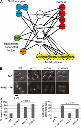 Functional neighbors predict surrogate genetic interactions. (A) Physical interactions predict genetic interactions. Indicated heterozygous diploid mutants were subjected to random spore analysis. Thick edges, double mutants are inviable at a semipermissive temperature. Thin edges, double-mutant colonies are smaller at a semipermissive temperature. (B) Rad52 foci and G2/M cell-cycle arrest in GINS and MCM10 mutants. Top, representative DIC and YFP images of the indicated strains. Foci are evident as bright puncta in the mutant panels. Bottom, quantification of G2/M arrest large-budded cells (left) and cells with Rad52-YFP foci (right). α indicates the result of Tukey post-hoc analysis of a one-way analysis of variance. Each mutant was significantly different than the WT.