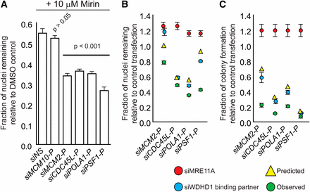 Yeast genetic interactions predicted by physical interactions are evolutionarily conserved. (A) Chemical inhibition of MRE11 by mirin sensitizes cells to depletion of Ctf4/WDHD1 physical interactors. Data were analyzed by one-way analysis of variance followed by a Tukey test. P values indicate differences between test and control transfections. NS, nonsilencing control siRNA. (B and C) siRNA-mediated knockdown of MRE11A sensitizes cells to depletion of Ctf4/WDHD1 physical interactors. Experiments were carried out as in (A), except that MRE11A was depleted by siRNA. Red circles, results of MRE11A transfection. Blue circles, results of transfection with siRNA targeting gene indicated along the x-axis. Yellow triangles, predicted growth of double siRNA-treated cells, assuming a multiplicative model of genetic interactions. Green circles, observed growth of double siRNA-treated cells. For B, viability was determined by high-content imaging of nuclei 4 d after transfection. For C, viability was determined by a colony formation assay 10 d after transfection.