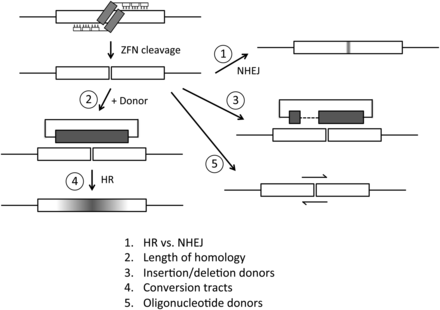Illustration of ZFN cleavage and various repair possibilities. The types of donor DNAs used are shown, and the issues addressed in this study are numbered and listed at the bottom.
