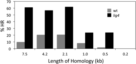 Influence of the length of homology between donor and target DNAs on the proportion of all new mutants that are the result of homologous recombination (%HR). Gray bars are data obtained for the wild-type (lig4+) host, and black bars are for the lig4 mutant host. Additional data are provided in Table 1.
