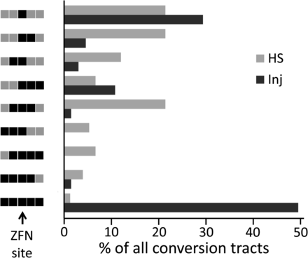 Histogram of data for the 4.2-kb donor in injection (Inj) and HS experiments shown in Figure 3C. The 5 sites assayed in both cases are illustrated on the left as having donor (black) or target (gray) sequence(s); the ZFN site (arrow) is in the middle and is from donors in all cases, as only HR products were included. The proportions of all tracts represented by each type are indicated by the lengths of the bars in the histogram.