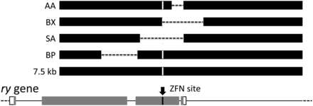Deletion donors. The genomic ry locus is shown, with exons as rectangles and introns and intergenic sequences as lines. Protein coding sequences are gray. The ZFN target sequence is shown by an arrow. Donor homologies are shown as black rectangles, dashes indicate sequences deleted, and the substitution at the ZFN site is indicated by a vertical white line. Data for the deletion donors are provided in Table 2.