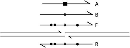 Single-stranded oligonucleotide donors. The ZFN-cut target is illustrated with longer lines. Half arrowheads indicate 3′ ends. Null mutations in the oligonucleotides are shown as a black rectangle (deletion-substitution) or an x (single-base deletion). Dots indicate single-base substitutions. Oligonucleotides A, B, and F have the same polarity; oligonucleotide R has reverse polarity. Data for oligonucleotide donors are provided in Table 3.