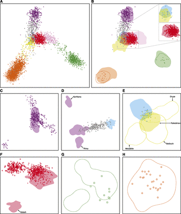 Procrustes-transformed multidimensional scaling (MDS) representations of pairwise allele-sharing distances between individuals. (A) MDS plot of all individuals in the MS5435 data set, colored by geographic affiliation and indicated by the symbols defined in Figure 2. (B) MDS locations of selected individuals from the non-HGDP-CEPH data sets overlaid on utilization distributions for the HGDP-CEPH data set. The figure is a different graphical representation of the MDS coordinates in A. Inset, the Jewish data set in relation to the HGDP-CEPH Middle Eastern and European samples (top), and the Asian Indian and CGP data sets in relation to the HGDP-CEPH Central/South Asian samples (bottom). (C) MDS plot of 325 Native American individuals in the Native American data set and 64 HGDP-CEPH Native American individuals. (D) MDS plot of 241 individuals in the Latino data set and 64 HGDP-CEPH Native American and 158 HGDP-CEPH European individuals. (E) MDS plot of 77 individuals in the Jewish data set and 158 HGDP-CEPH European and 163 HGDP-CEPH Middle Eastern individuals. (F) MDS plot of 610 Asian Indian individuals in the Asian Indian and CGP data sets and 200 HGDP-CEPH Central/South Asian individuals. All HGDP-CEPH Kalash samples lie in the bottom-left shaded area; all other HGDP-CEPH Central/South Asian samples lie in the top-right shaded area. (G) MDS plot of 10 East Highlands individuals in the Pacific Islander data set and 17 HGDP-CEPH East Highlands individuals. The bottom-left contour contains four HGDP-CEPH individuals (540, 545, 546, and 547); all other HGDP-CEPH individuals lie in the top-right contour. (H) MDS plot of 25 Yoruba individuals in the African data set and 22 HGDP-CEPH Yoruba individuals. (B–H) Colored areas represent HGDP-CEPH utilization distribution ranges for full geographic regions, with the exception that the yellow shaded area in E represents the distribution range of 46 HGDP-CEPH Palestinian individuals. The dashed orange (B, H), green (B, G), and yellow (E) lines represent contours of the distribution ranges of 22 HGDP-CEPH Yoruba individuals, 17 HGDP-CEPH East Highlands individuals, and three HGDP-CEPH Middle Eastern populations, respectively. Locations of non-HGDP-CEPH individuals are indicated by the same symbols as in Figure 2.