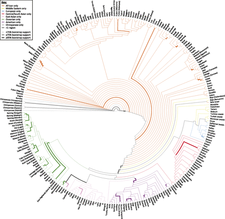 Consensus neighbor-joining tree of the 249 non-admixed human populations and six chimpanzee populations. In 1000 bootstrap replicates using 246 microsatellite markers, the thickest edges have at least 95% bootstrap support, and the edges of intermediate thickness have at least 75% support. Rooting the tree at the human–chimpanzee divergence, if all populations subtended by an edge are from the same geographic region, the edge is drawn in the color representing that region; otherwise, it appears in black.